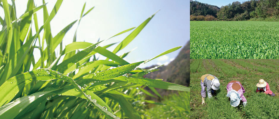 Organic barley outlet grass